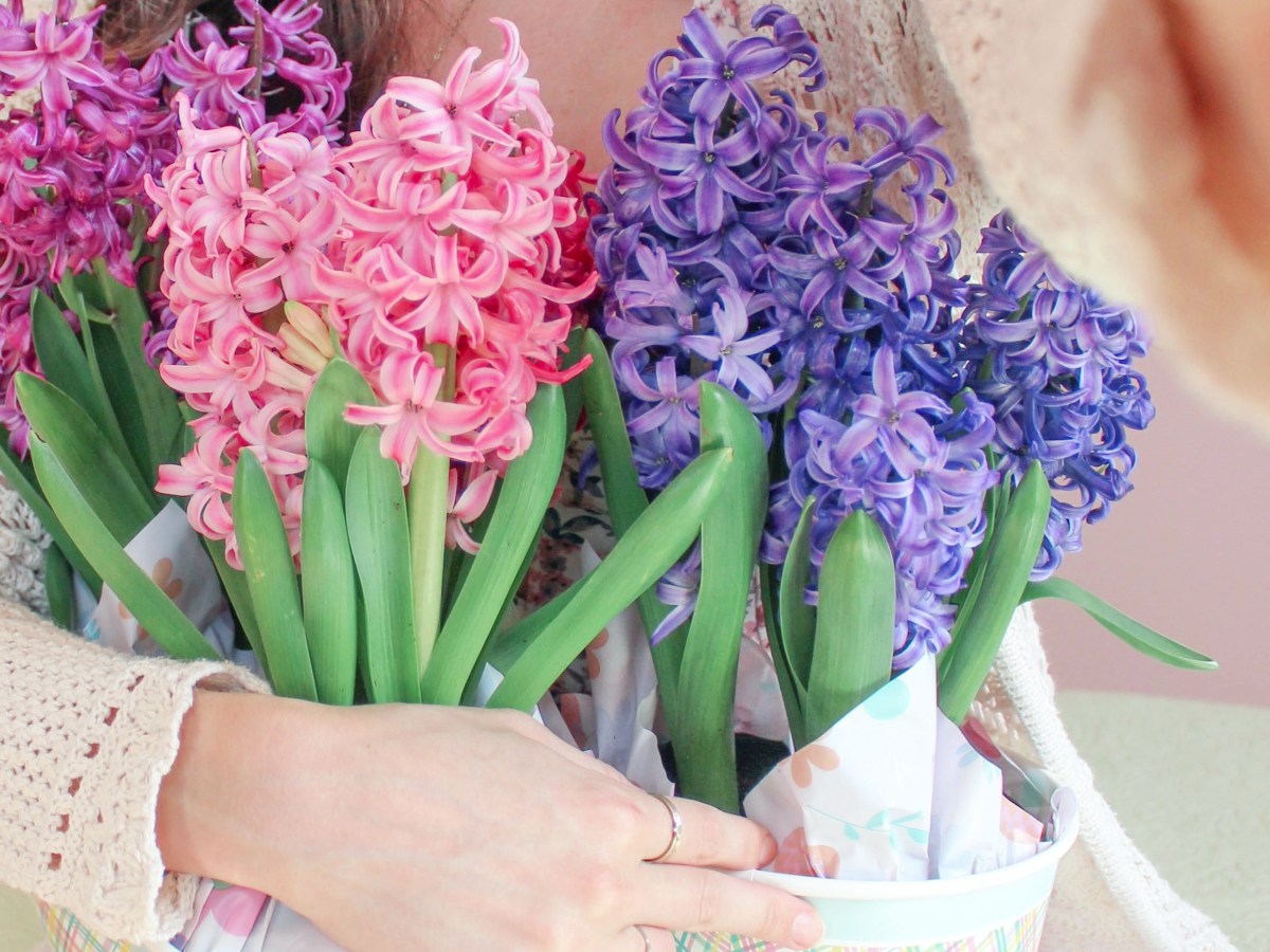 hyacinth