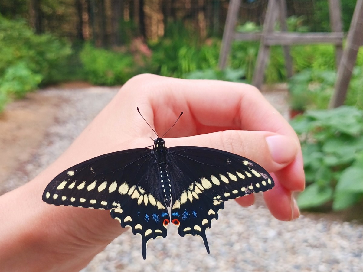 raising eastern black swallowtail&nbsp;butterflies