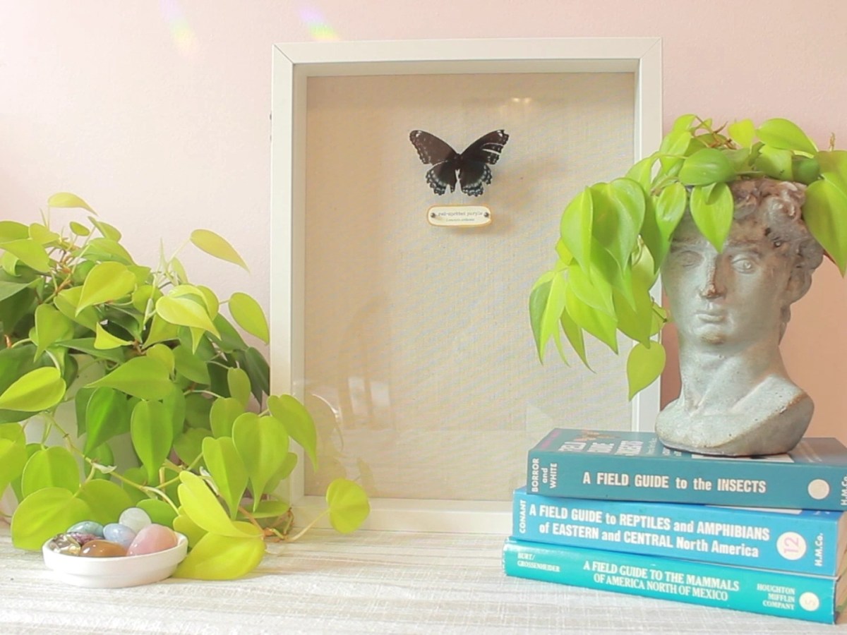 how to pin&nbsp;butterflies