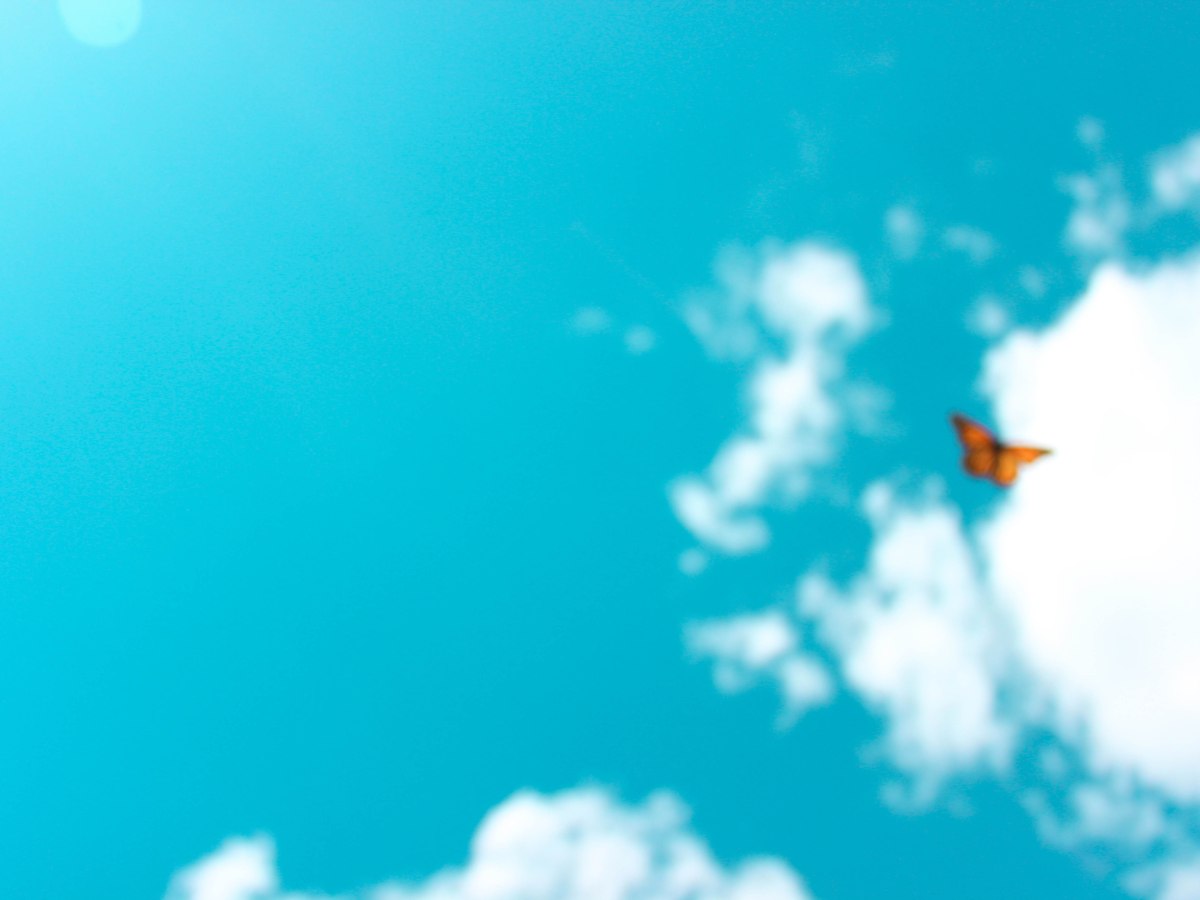 raising monarch butterflies