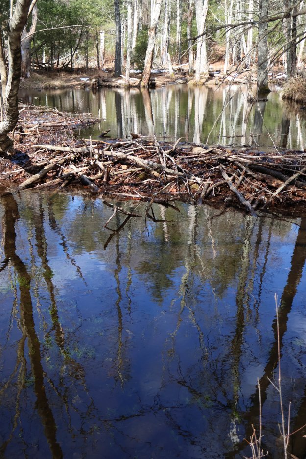 The sky and trees reflect in a pool of water.