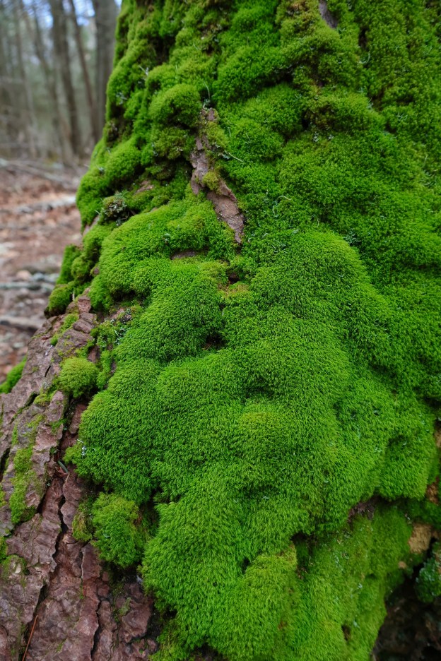 Moss on a tree trunk