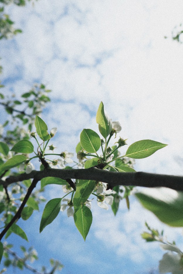 Pear leaves against a blue sky