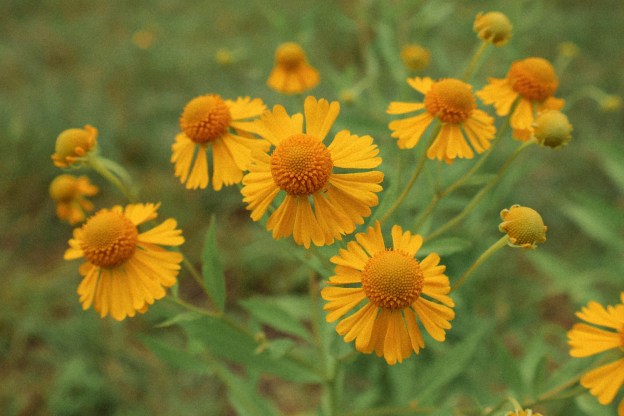 Yellow sneezeweed flowers bloom against a green background.